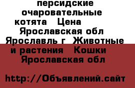 персидские очаровательные   котята › Цена ­ 3 000 - Ярославская обл., Ярославль г. Животные и растения » Кошки   . Ярославская обл.